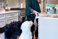 Our Dogs’ Transformation on Ollie’s Fresh Food