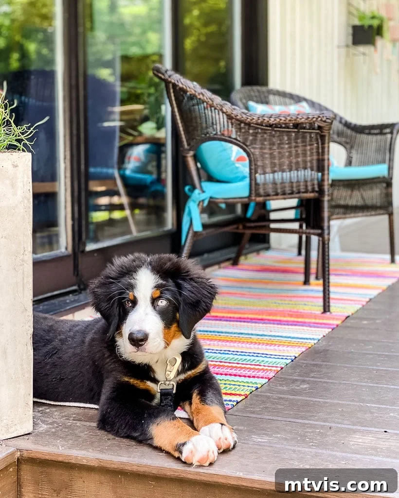 Vibrant outdoor rug transforming a patio space, adding a pop of color to the home's exterior.
