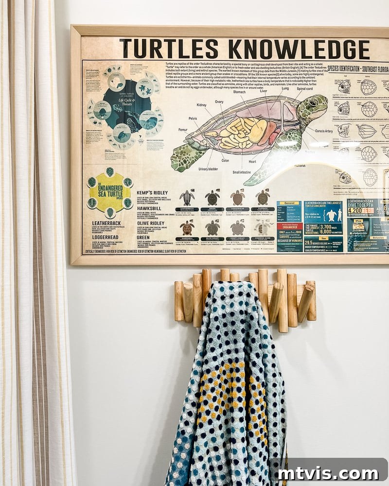 turtle poster