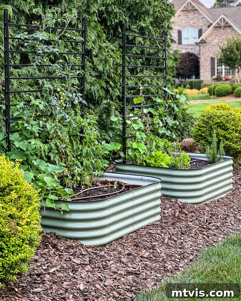 Green Vego garden beds nestled in a mulched garden bed of a residential home, showcasing aesthetic integration.