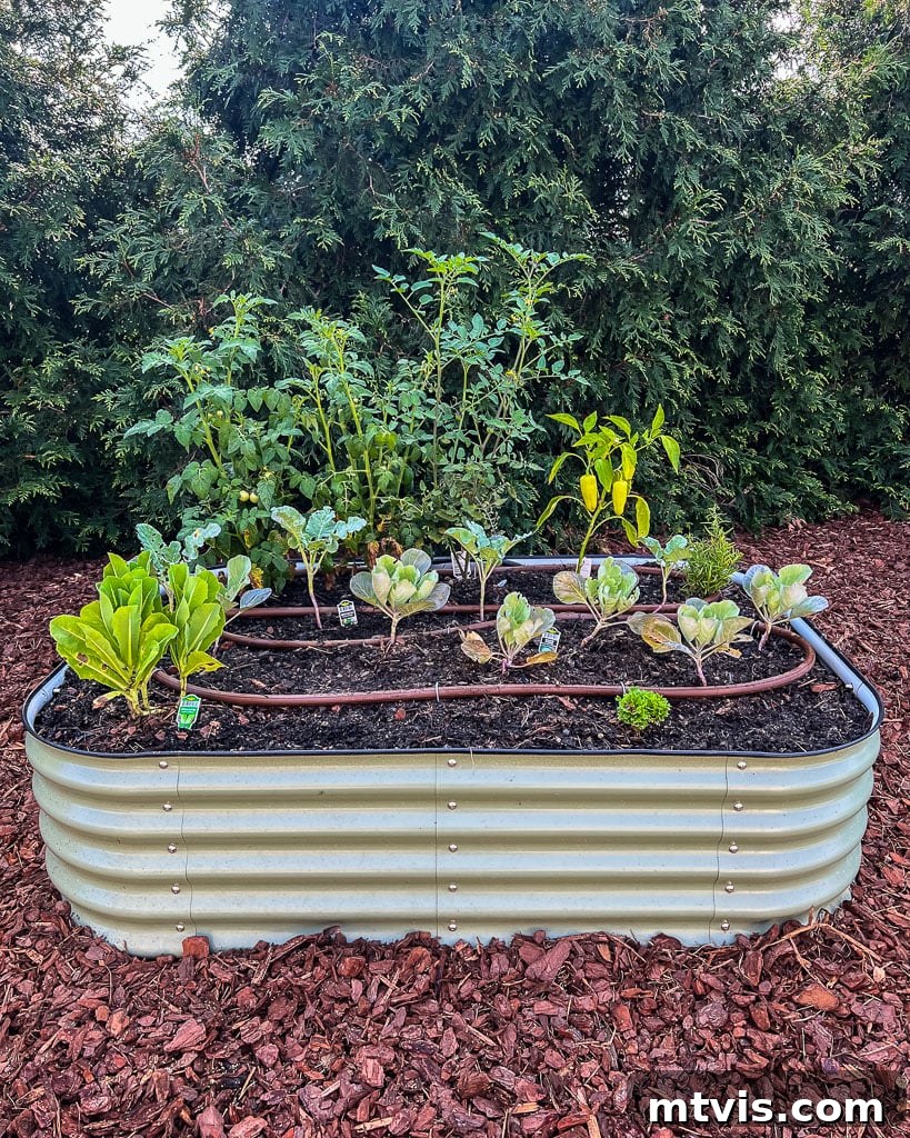 Close-up image of a green Vego garden bed in a mulched area of a yard, highlighting its durable construction.