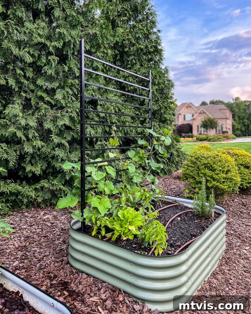 Green Vego raised bed with a custom-made DIY black iron trellis designed for growing vegetables, showcasing an integrated and functional garden setup.