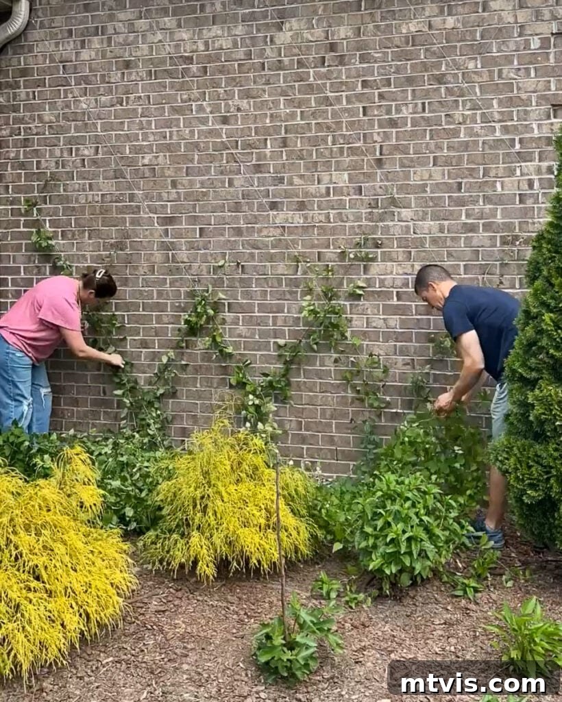 Couple training a newly planted Clematis vine onto a DIY wire trellis on a brick house