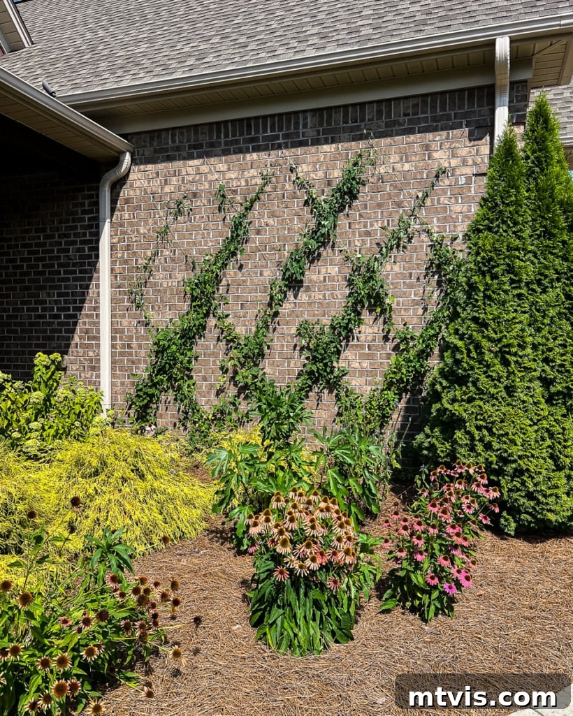 Full view of the DIY wire trellis with a lush Clematis vine on a brown brick house, showcasing its aesthetic appeal