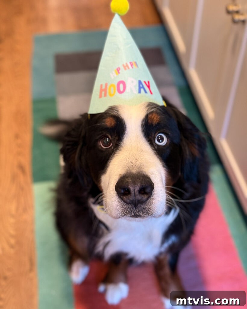 Our Dogs' Transformation on Ollie's Fresh Food 2 Happy Bernese Mountain Dog wearing a birthday hat