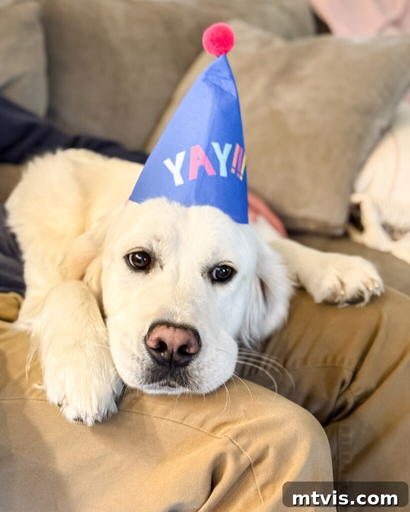 Our Dogs' Transformation on Ollie's Fresh Food 3 Smiling English Cream Golden Retriever in a birthday hat