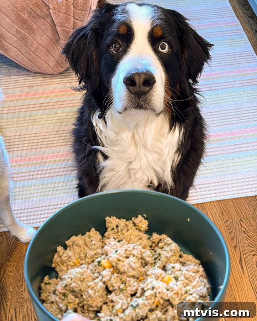 Our Dogs' Transformation on Ollie's Fresh Food 8 Bernese Mountain Dog patiently waiting for a serving of fresh Ollie dog food