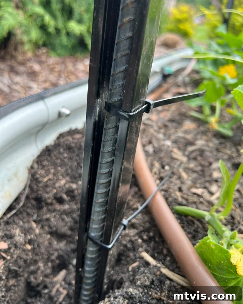 Detailed shot of a black zip tie securing a metal fence panel to rebar, highlighting the strong connection during the DIY garden trellis construction.