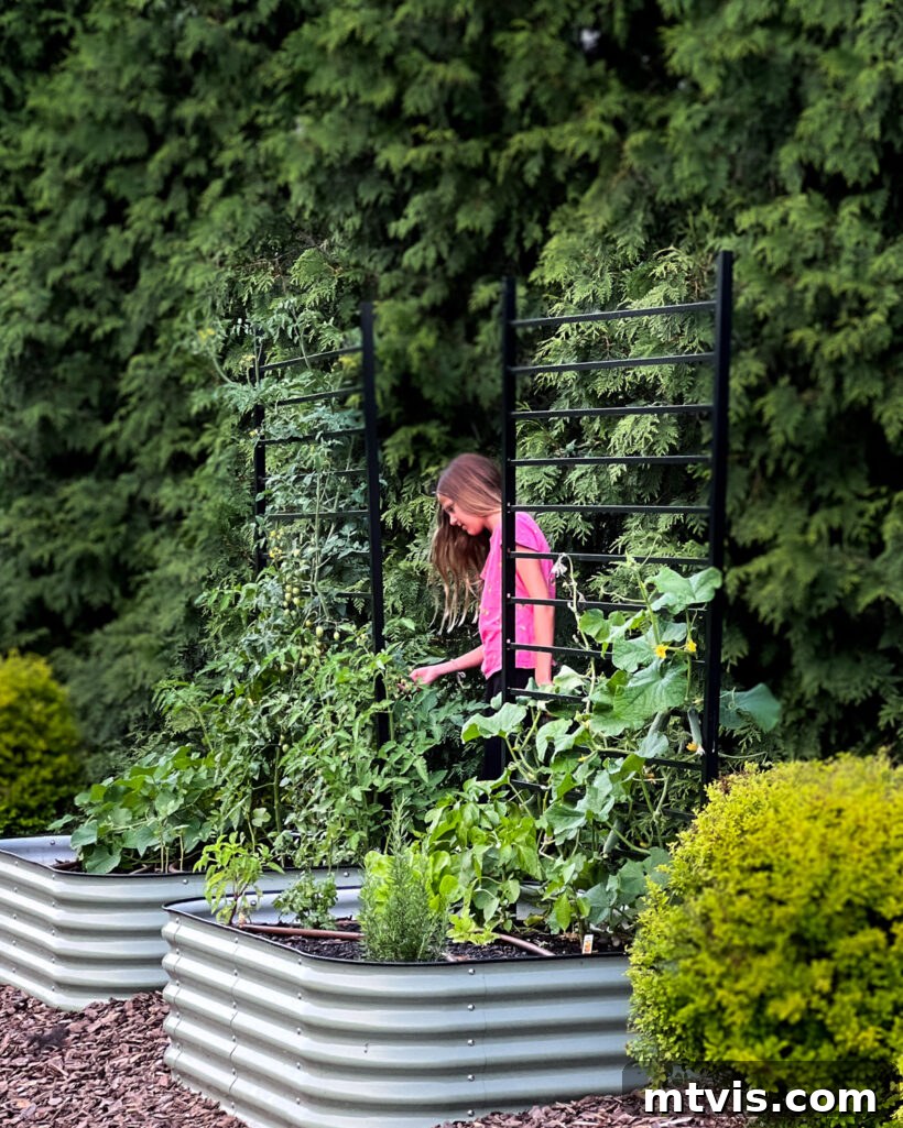 A wide shot of a Vego garden bed featuring the newly installed modern black DIY trellis, showcasing its sleek design.