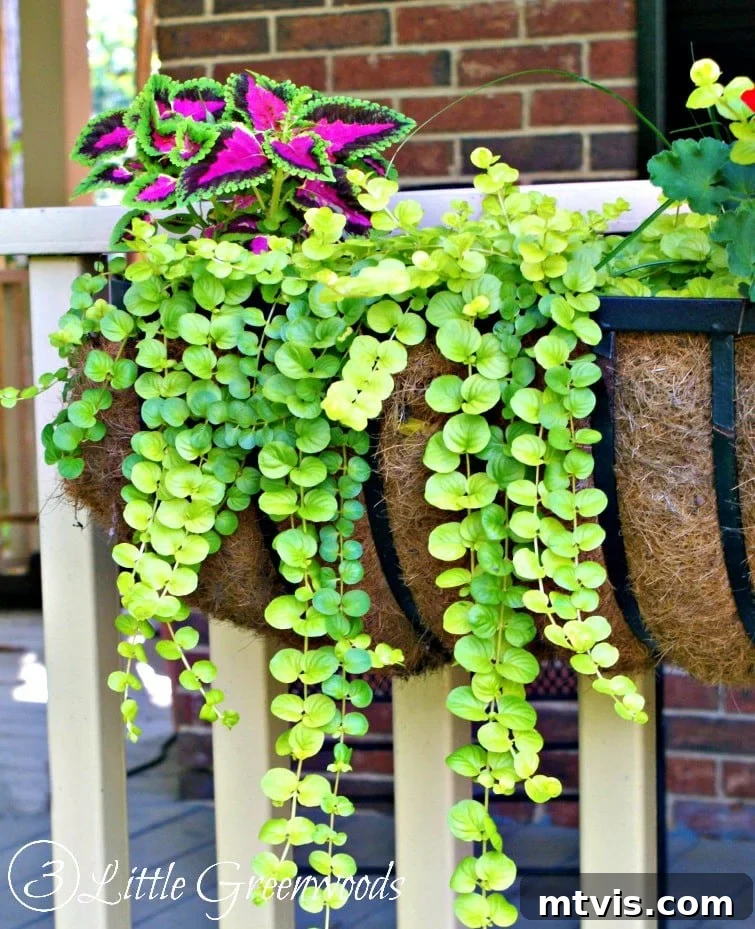 MUST read post for choosing The Easiest and Best Plants for Hanging Baskets! Fabulous Ideas for Curb Appeal